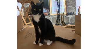 Lost Pet: Heidi