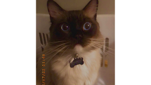 Lost Pet: Butters