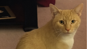 Lost Pet: Lily