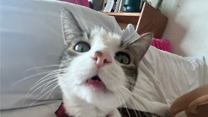 Lost Pet: Bruno