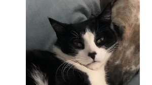 Lost Pet: Ditto