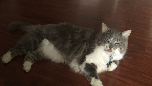 Lost Pet: Jed