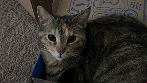 Lost Pet: Pepper