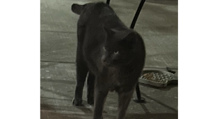 Lost Pet: Oscar
