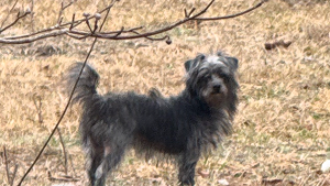 Lost Pet: Ruby