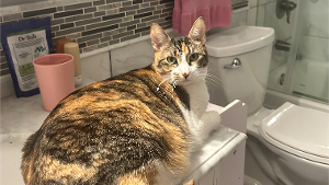 Lost Pet: Eva