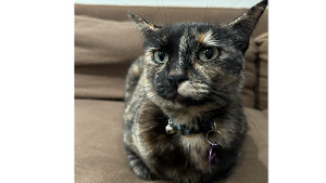 Lost Pet: Hilda Rose