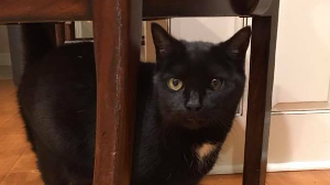 Lost Pet: Mitty Kitty