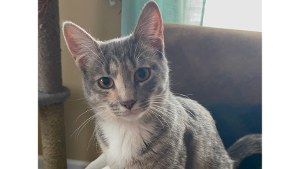 Lost Pet: Kingsley