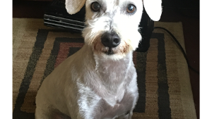 Lost Pet: Charlie