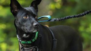 Lost Pet: Declan