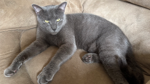 Lost Pet: ASH-OLE