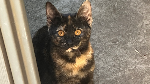 Lost Pet: Tortilla