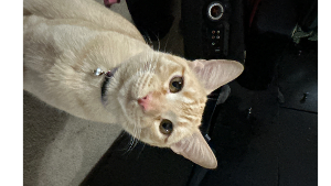 Lost Pet: Mufasa