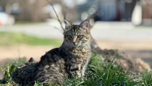 Lost Pet: DJ