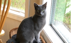 Lost Pet: Shadow