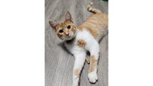 Lost Pet: Viktor