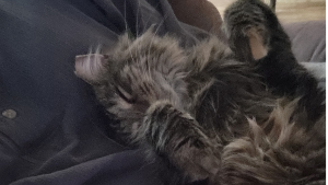 Lost Pet: Autumn