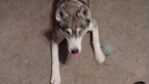 Lost Pet: Helene