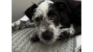 Lost Pet: Logan