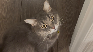 Lost Pet: Tokyo