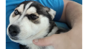 Lost Pet: Shadow