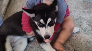 Lost Pet: Storm