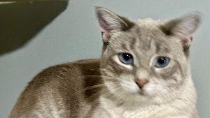 Lost Pet: Chloe