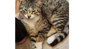 Lost Pet: Jesse