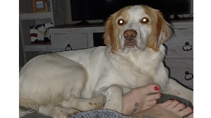 Lost Pet: Princess