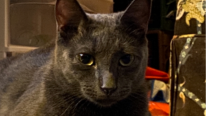 Lost Pet: Mouse
