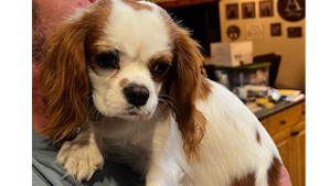 Lost Pet: Dolly