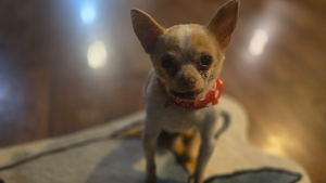 Lost Pet: Ollie