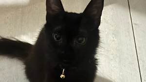 Lost Pet: Choco crisp