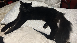 Lost Pet: Lucifer