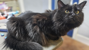 Lost Pet: Withers