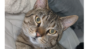Lost Pet: Jimmy
