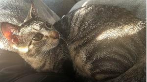 Lost Pet: Benny