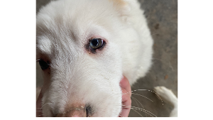 Lost Pet: Liz