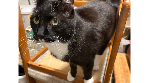 Lost Pet: Kyle Akerhielm