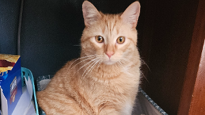 Lost Pet: Chunky Monkey