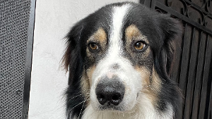 Lost Pet: Xavi Diaz Medina