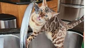 Lost Pet: Graf Gabriel