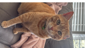 Lost Pet: Jigsaw