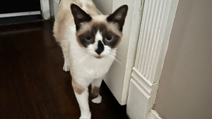 Lost Pet: Truffles