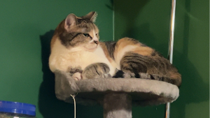 Lost Pet: Hunni