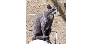 Lost Pet: Theo