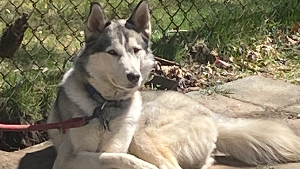 Lost Pet: MALIKAI