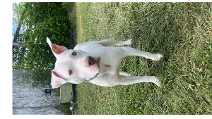 Lost Pet: Sammy