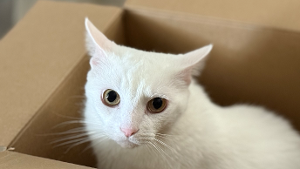 Lost Pet: Trip